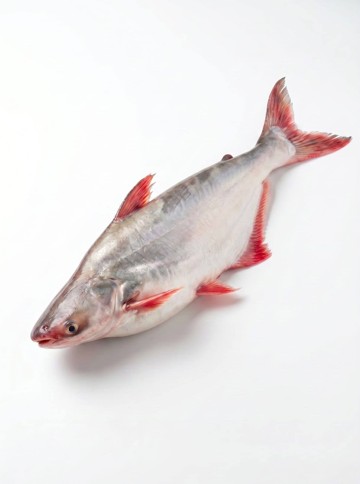 River Pangas fish(6-12 kg size) per kg
